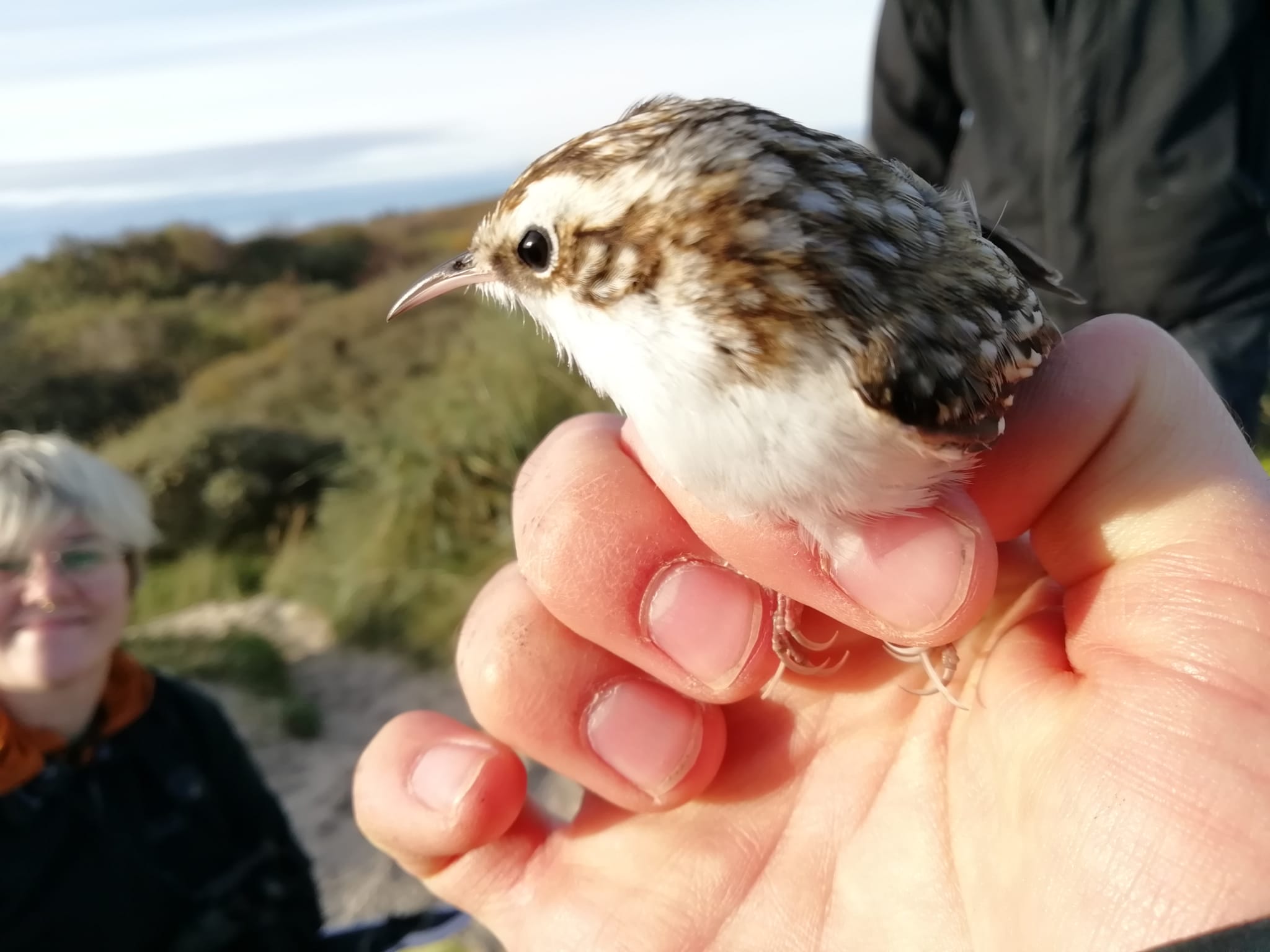 treecreeper.jpg