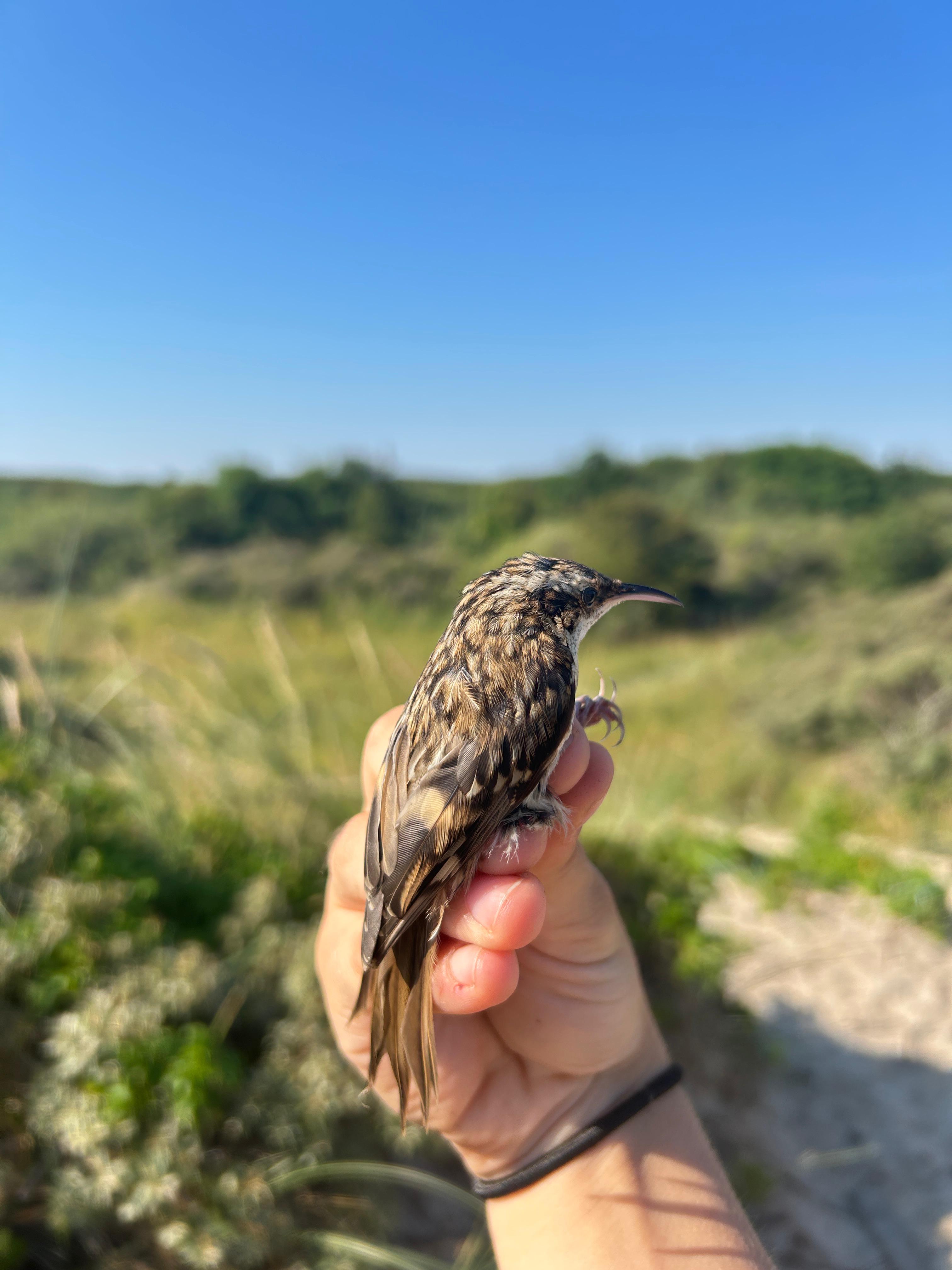 treecreeper_juv.jpg