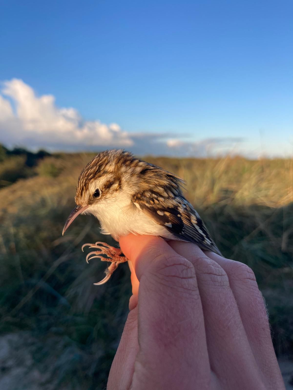 treecreeper_super_cute.jpg