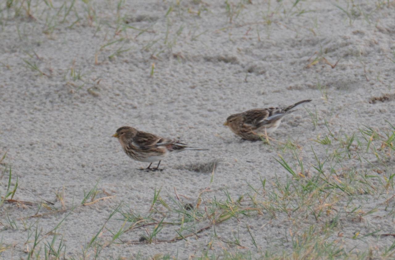 twite_20261009.jpg