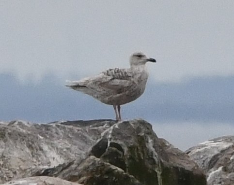 unusual gull crop
