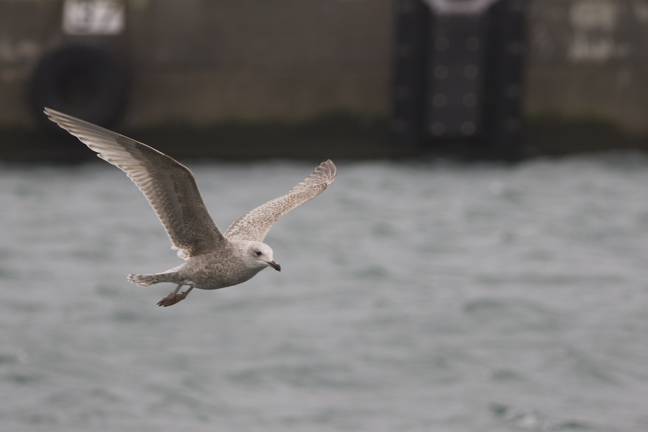viking gull 04.03.2025