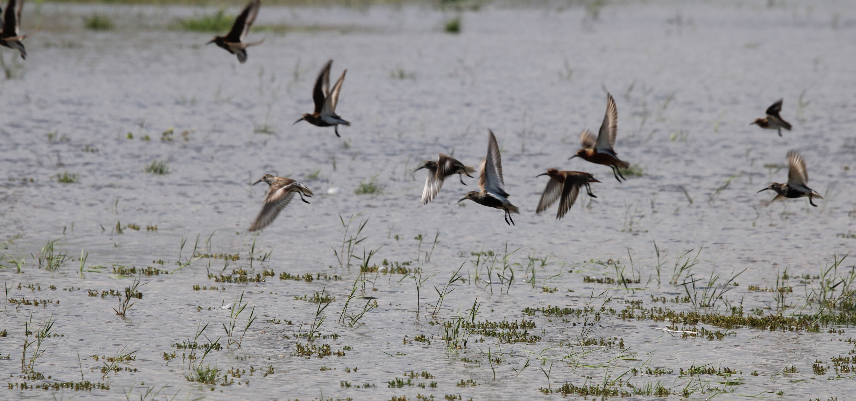 wadersgrenen