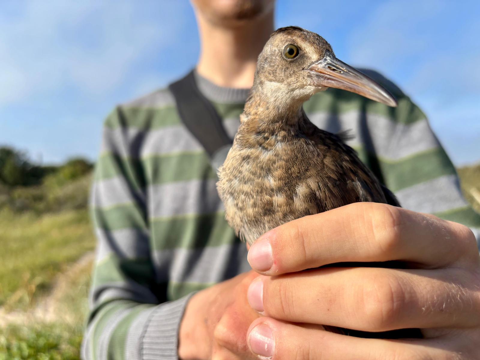 water_rail.jpg