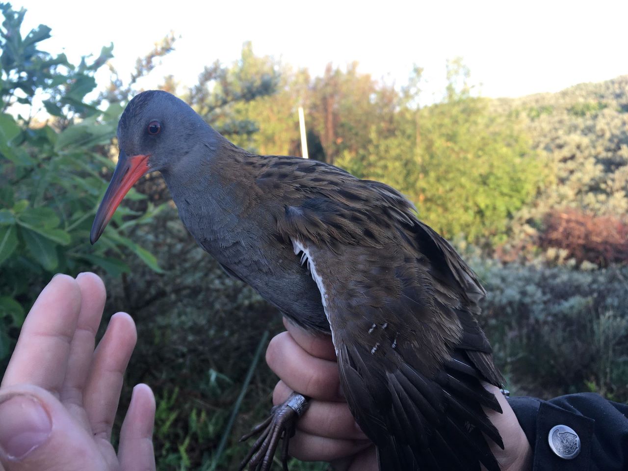 waterrail