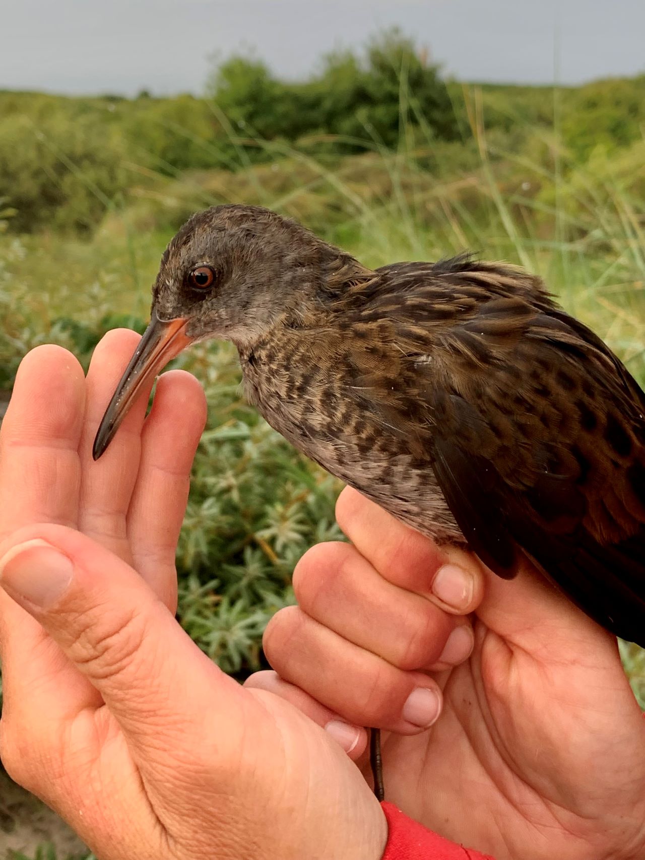 waterrail july