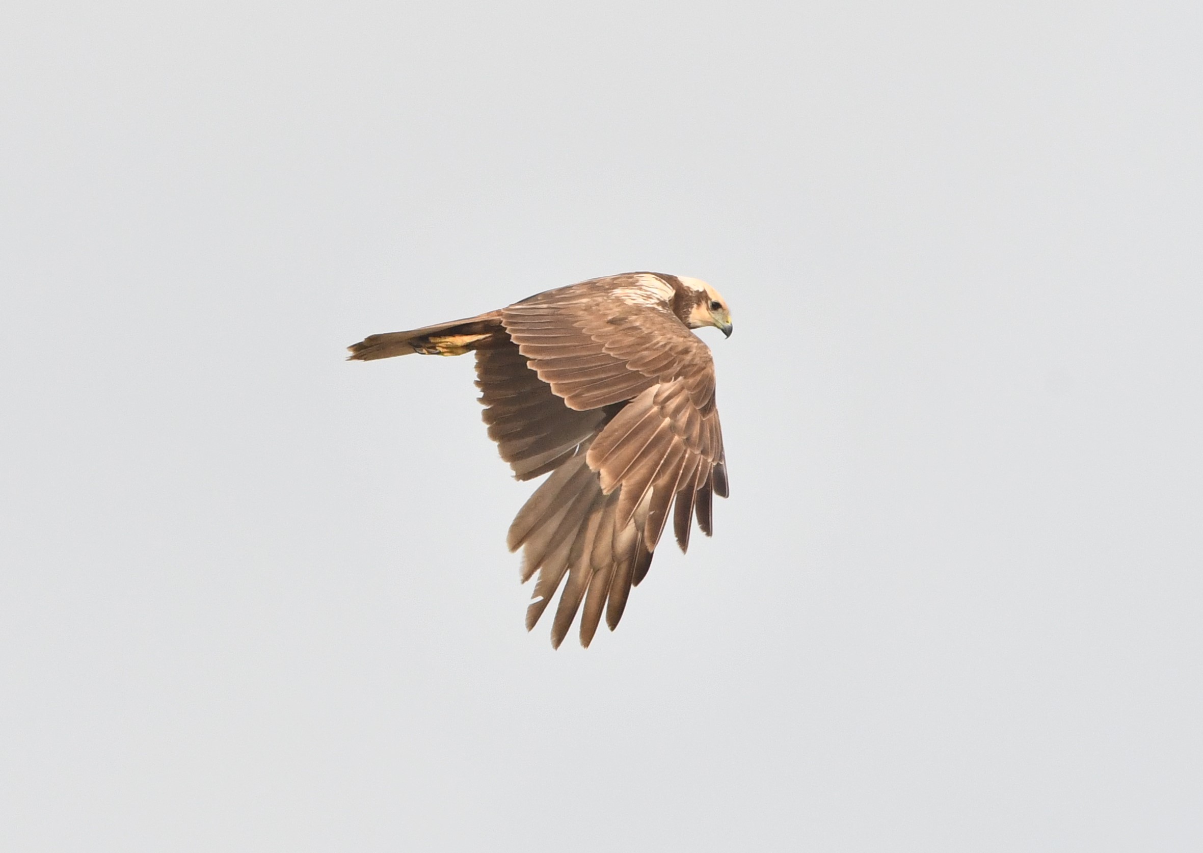 western marsh harrier crop