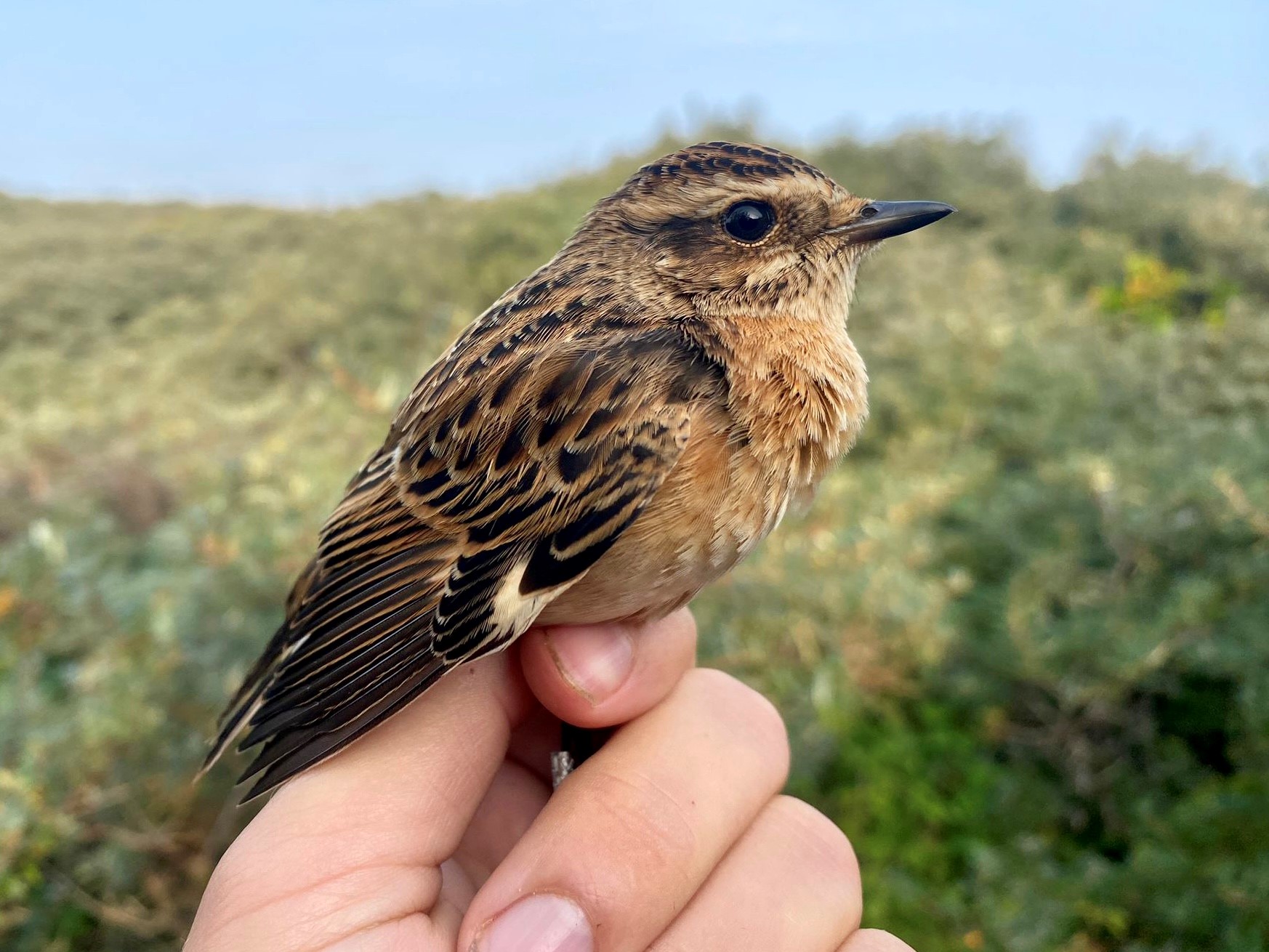 whinchat26092023