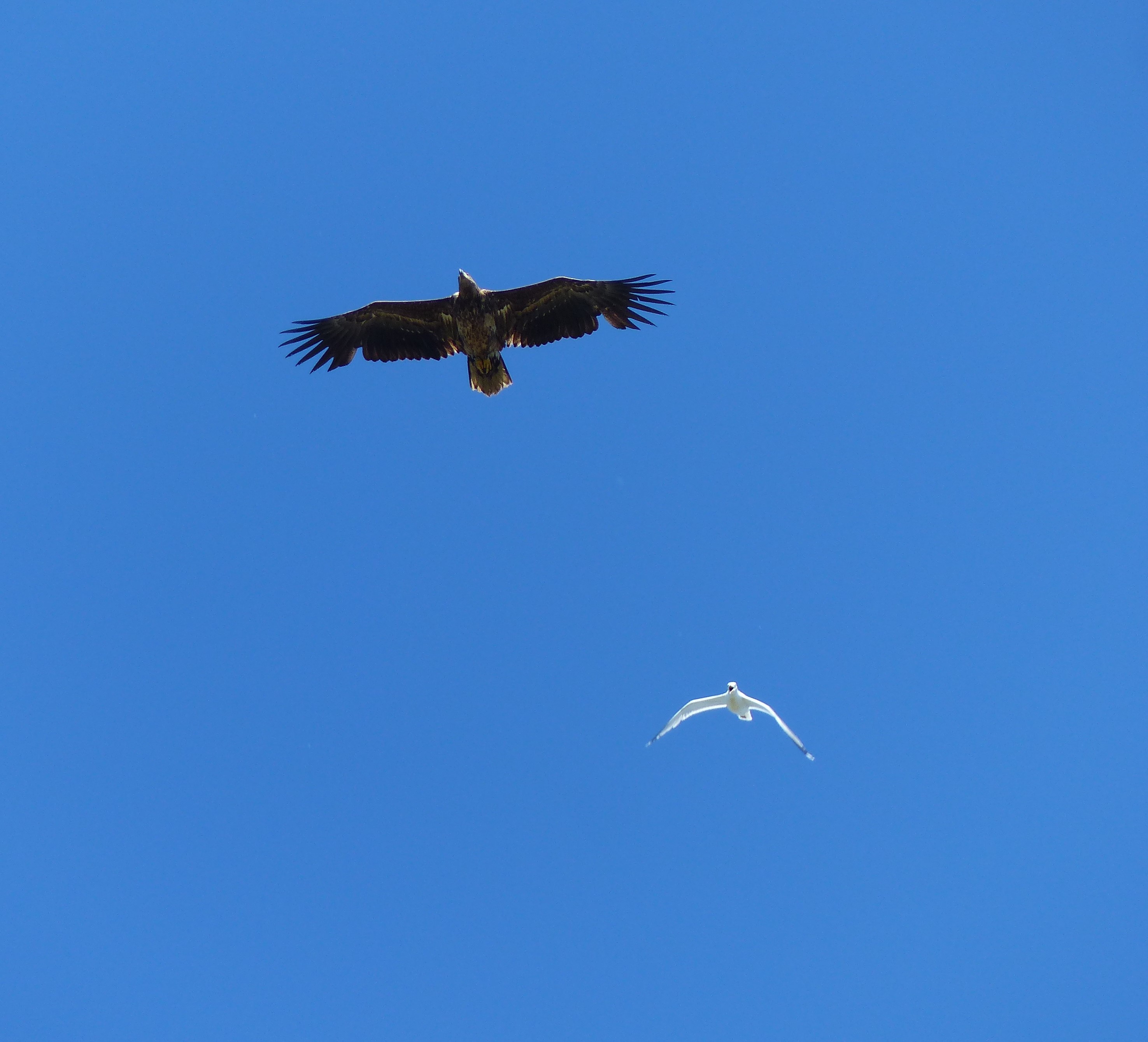 white tail eagle