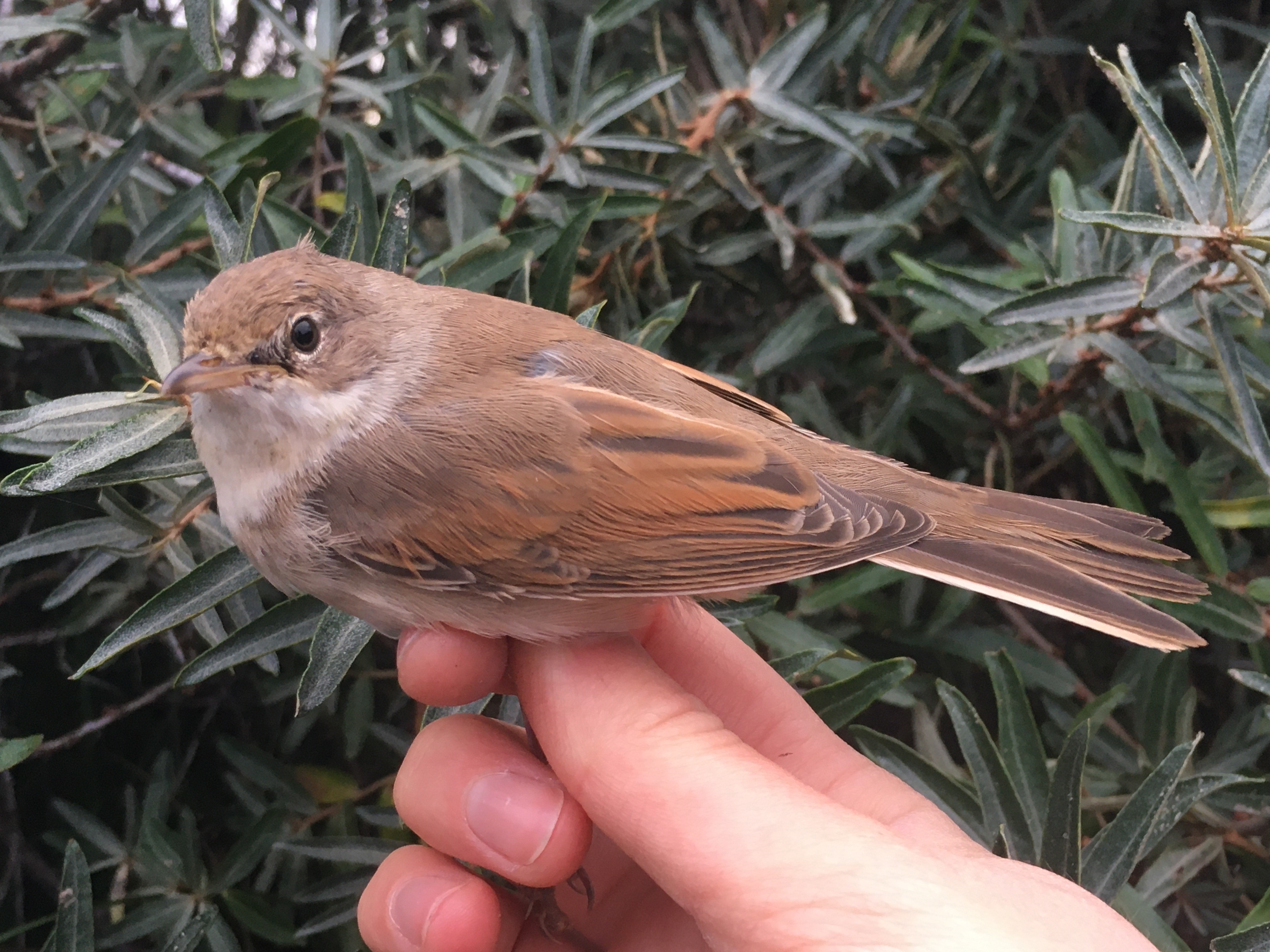 whitethroat.jpg