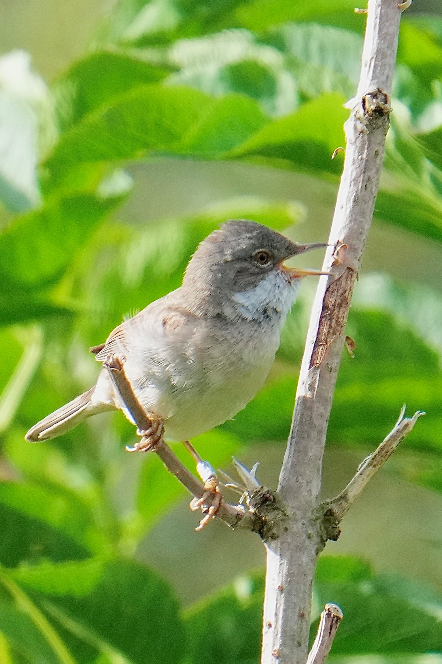 whitethroatsing