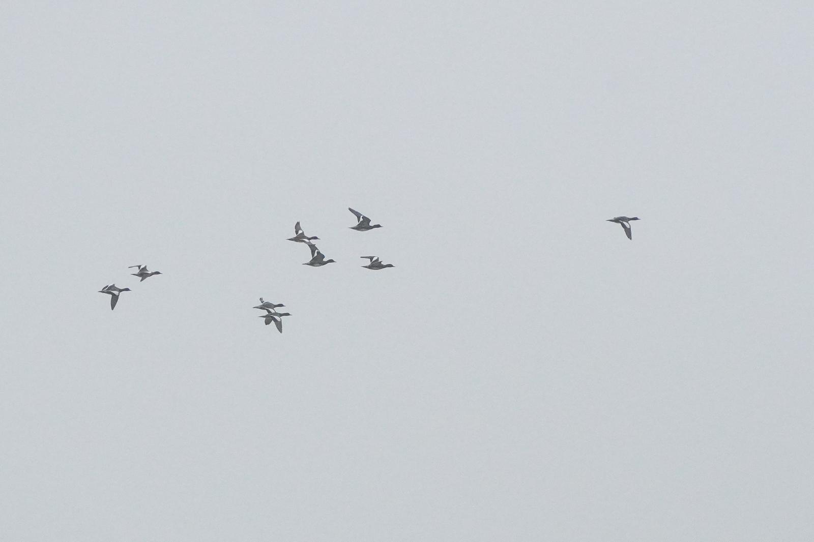 widgeon_flock.jpg