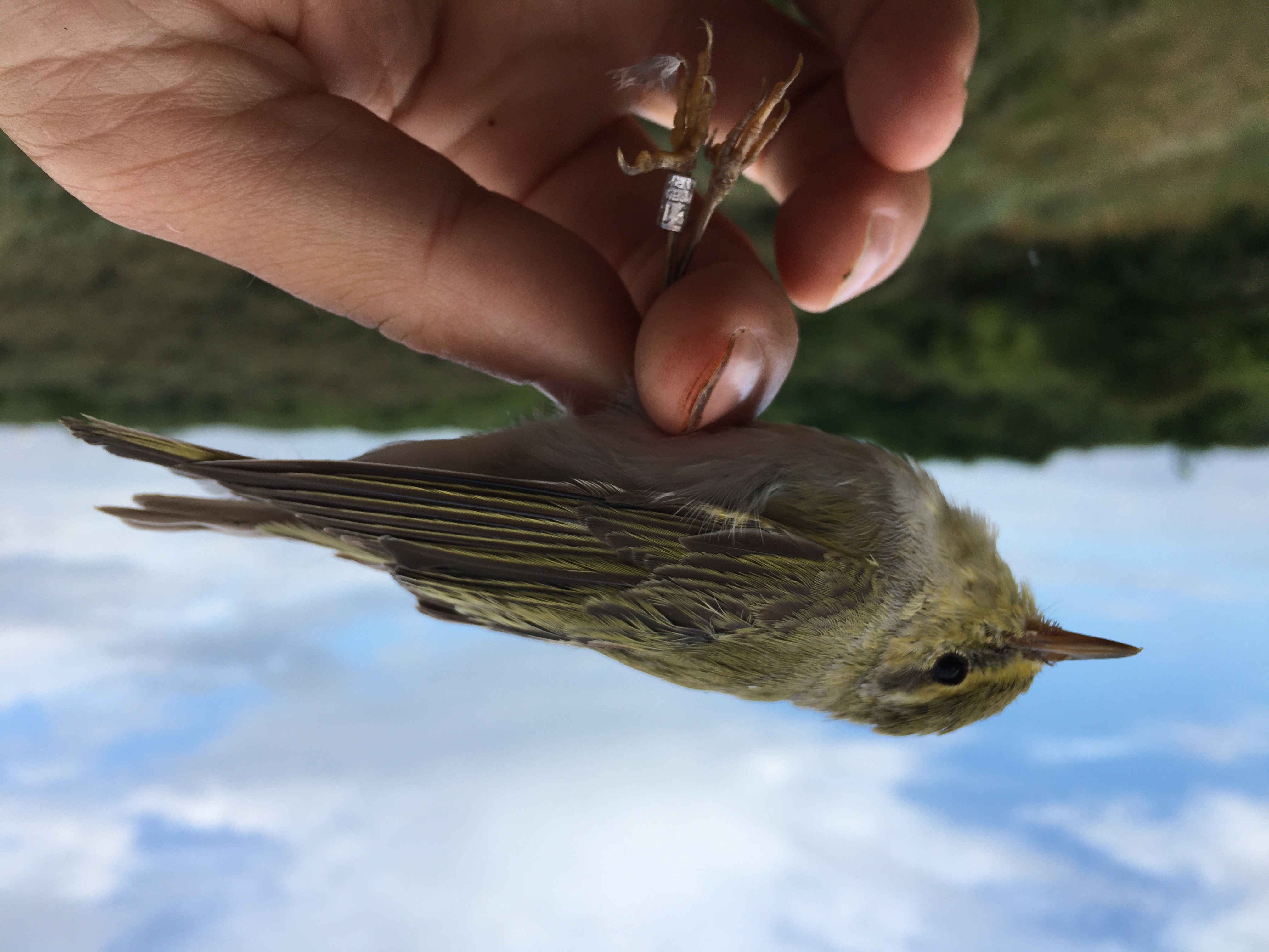 wood_warbler.JPG