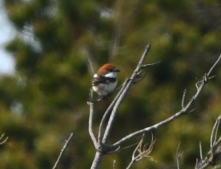 woodchat shrike crop