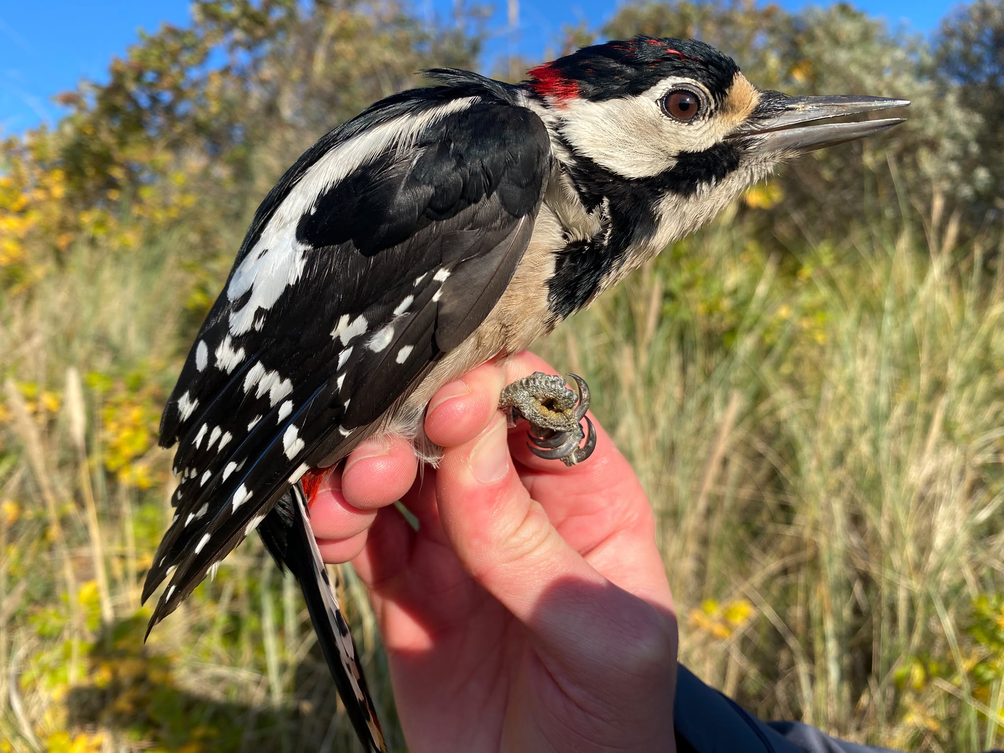 woodpecker_20261020.jpg