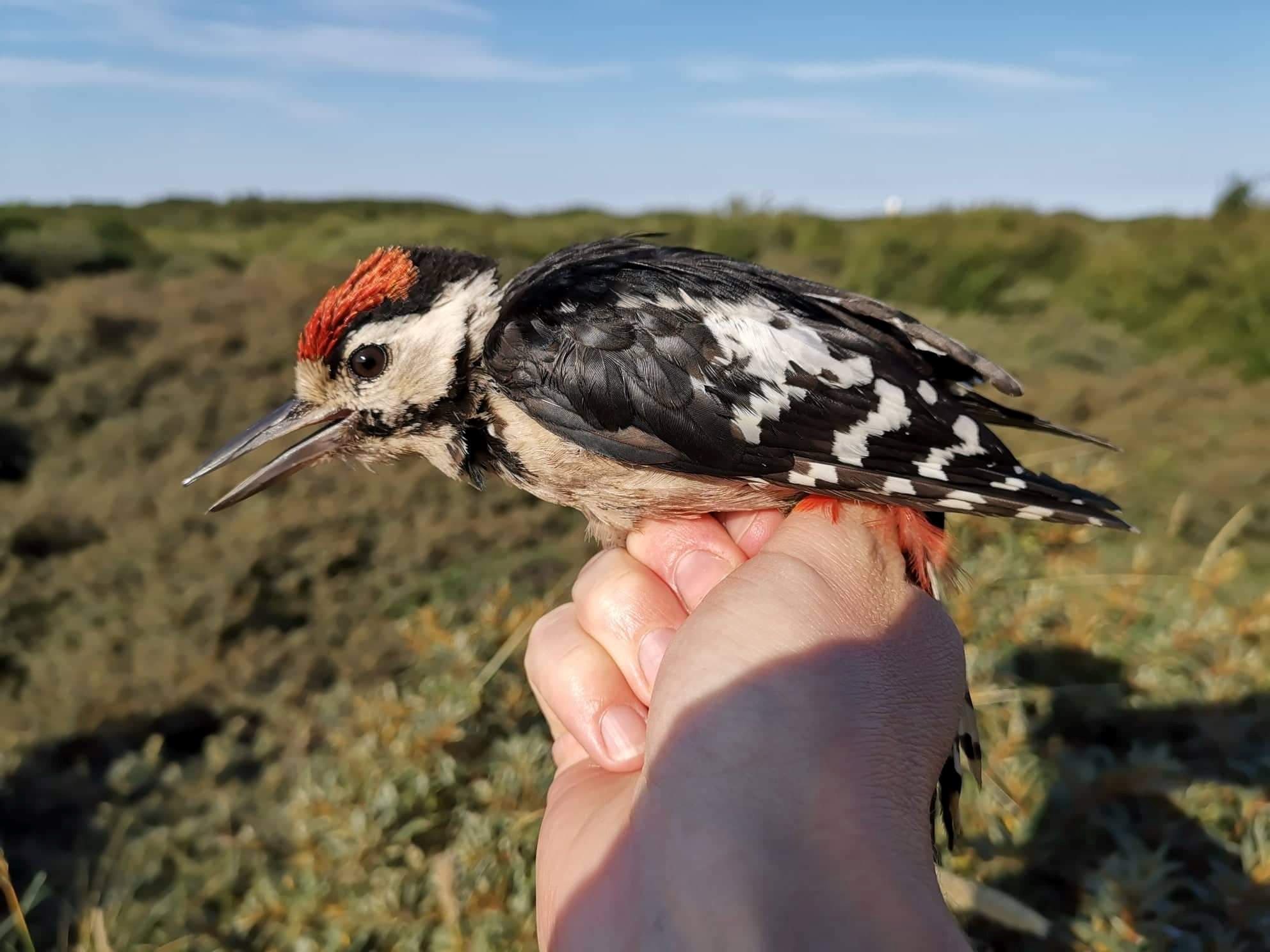 woodpecker spotted