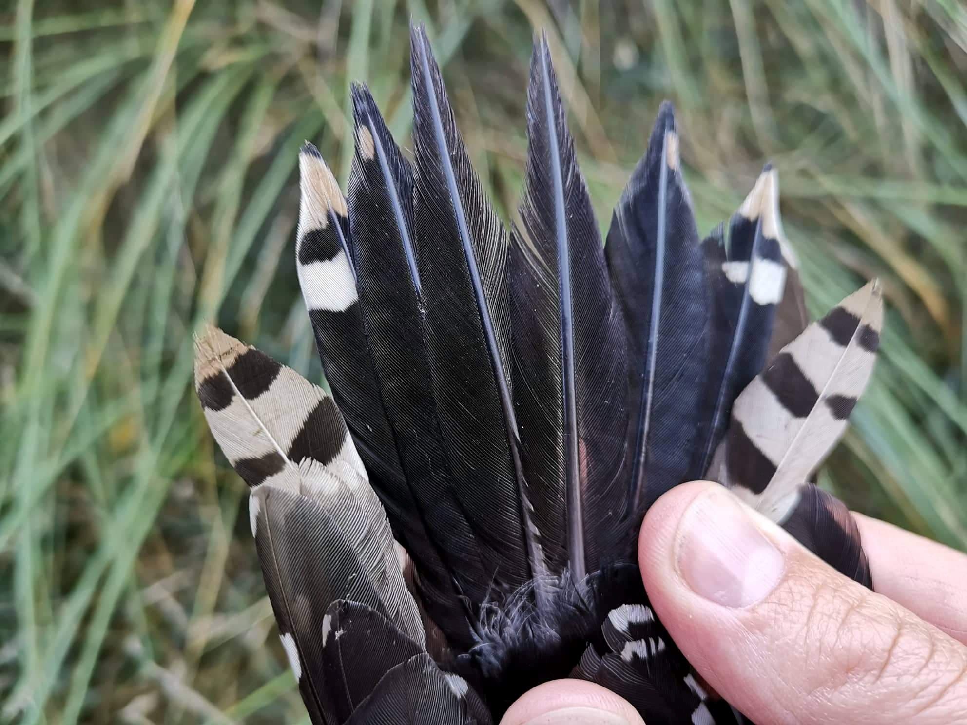 woodpecker tail