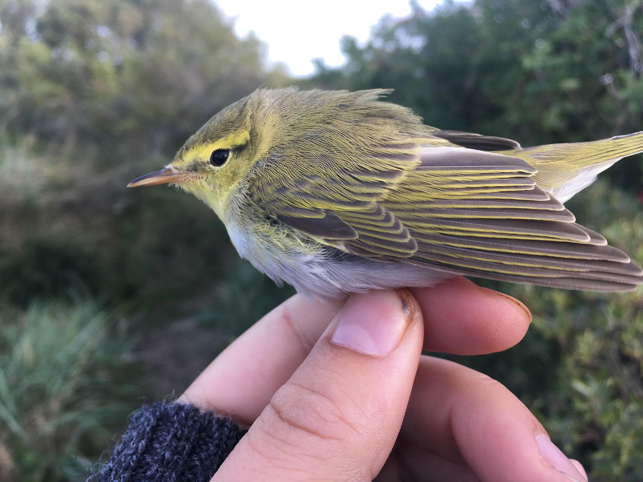 woodwarbler