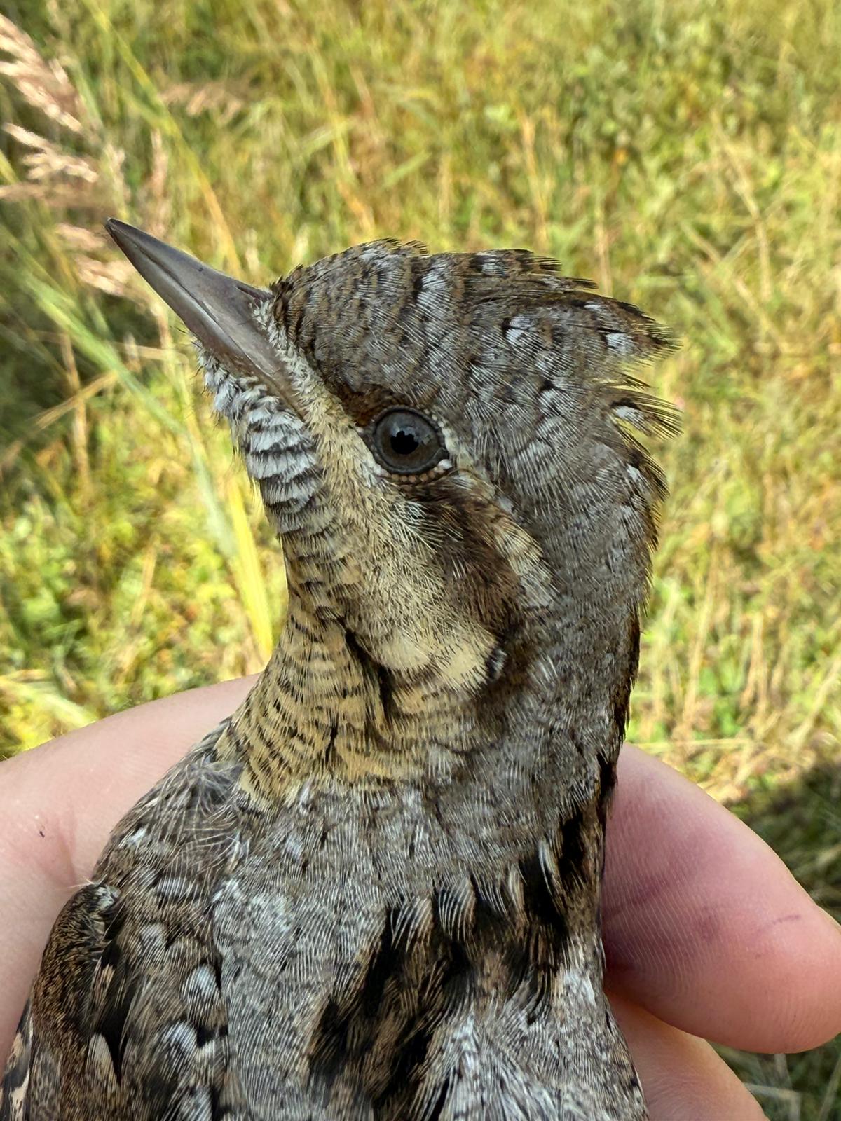 wryneck_head_shot.jpg