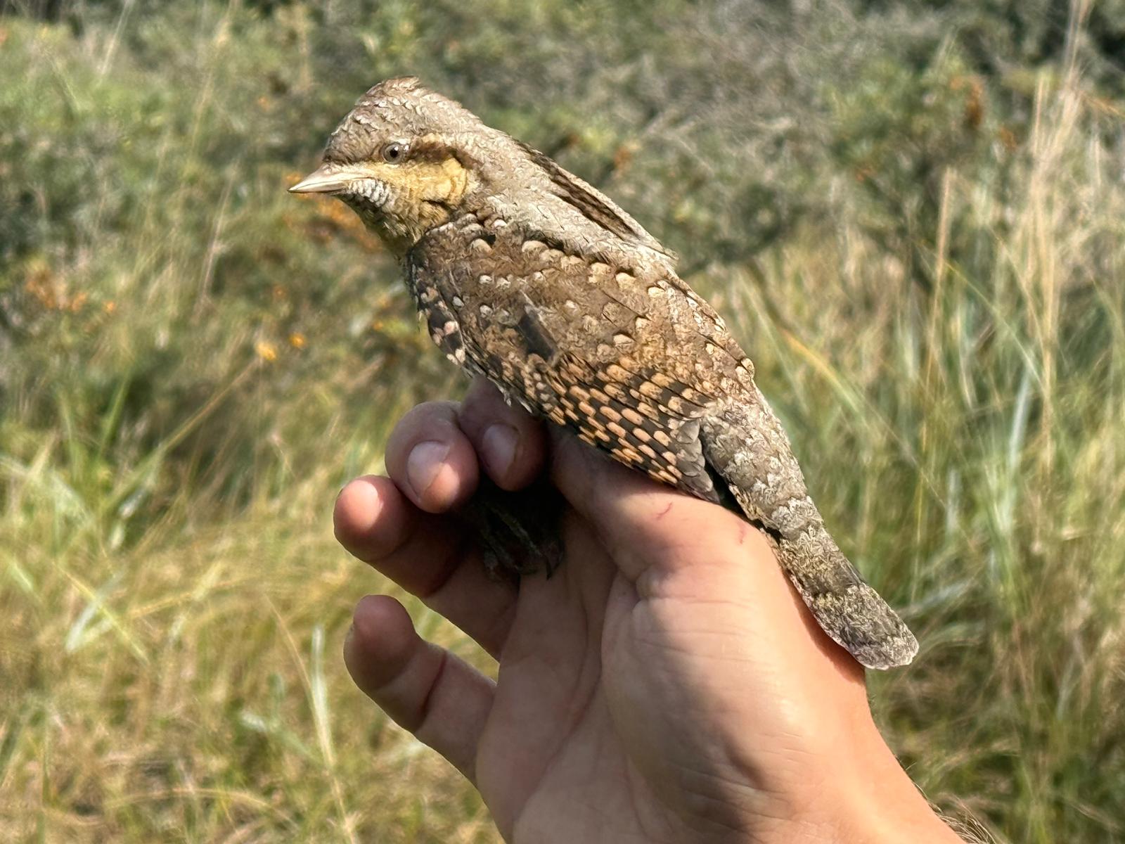 wryneck_profile.jpg