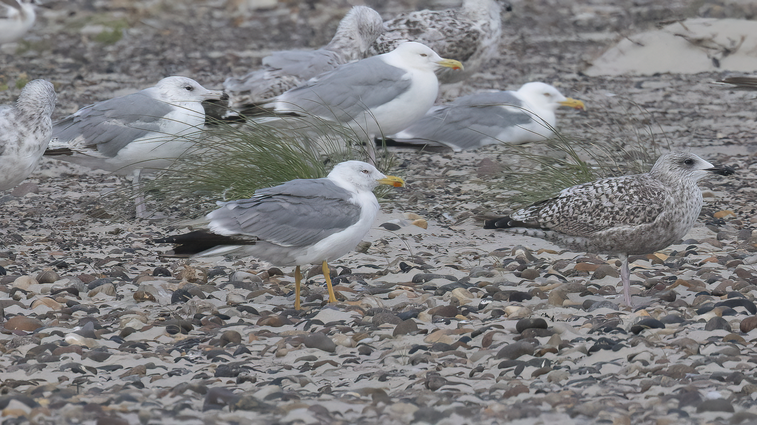 yellow-legged-gull_20260722.jpg