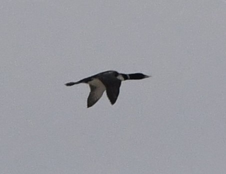 yellow billed loon crop