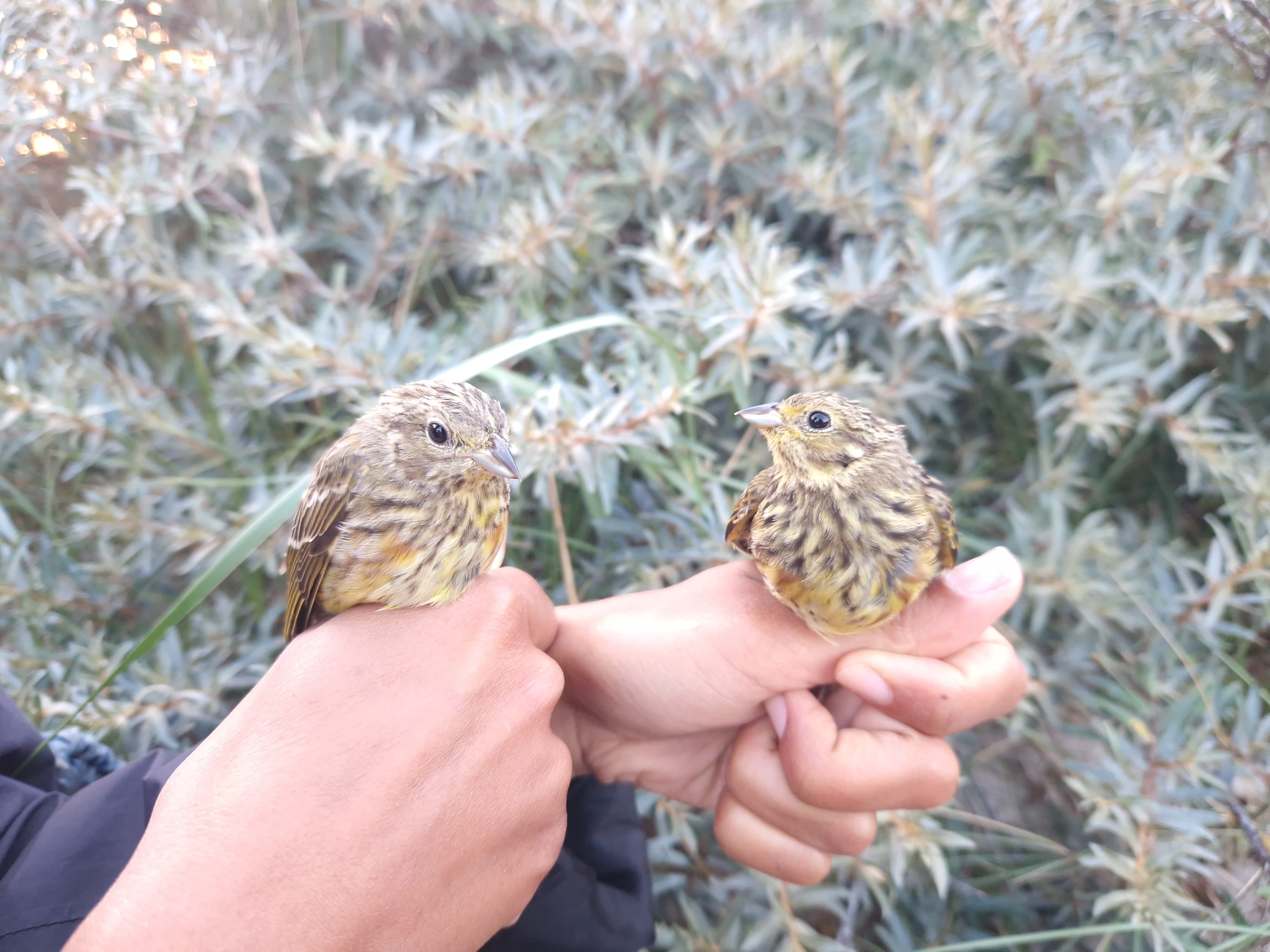 yellowhammer
