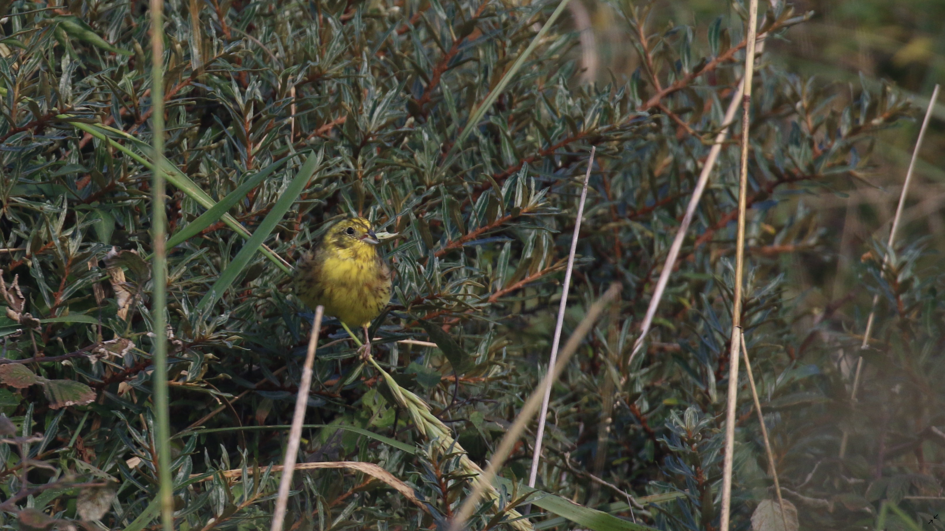 yellowhammer 1