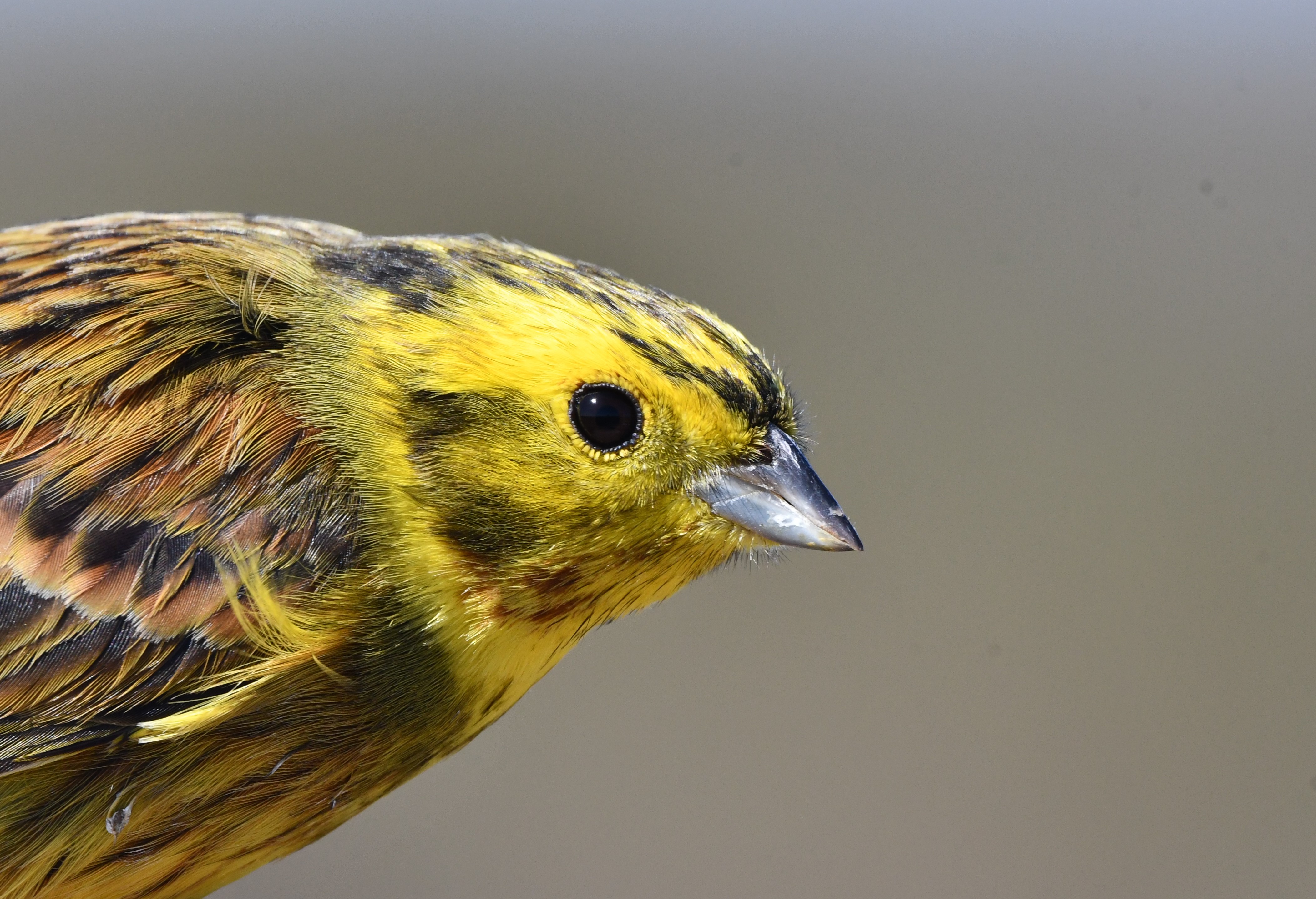 yellowhammer crop